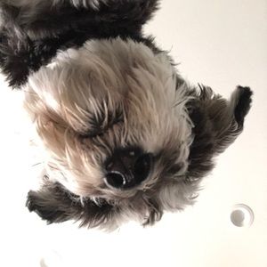 Meet your Posher, Shawn